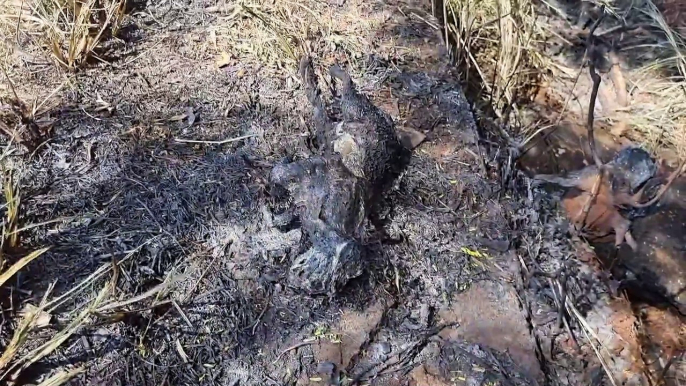 Animal morre carbonizado em incêndio nas margens da PRc-467, em Cascavel