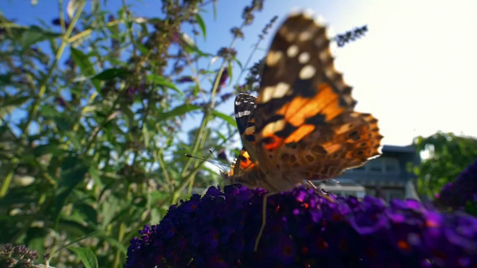 Beautiful Butterfly 4K Video | Butterfly on Flower | Butterflies Video \ Nature