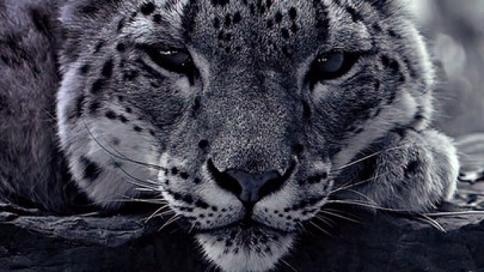 Staring Contest with a Snow Leopard: Who Will Blink First?  #Viral #Trending #Wildlife #Nature #EpicMoment