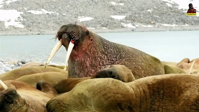 Artic Adventures in Svalbard, Norway