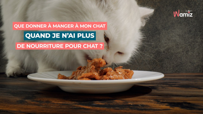 Que donner à manger à mon chat quand je n'ai plus de nourriture pour chat : 5 solutions pratiques et saines