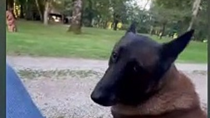 Anthony Delon avec Loubo, le chien de son père Alain Delon, à Douchy, le 13 septembre 2024.