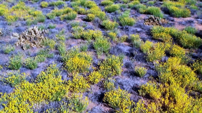 Native flowers flourishing across Alice Springs for the first time in decades