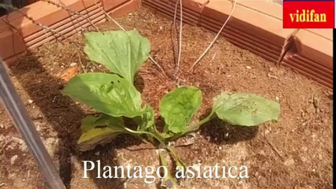 uses of Plantago asiatica