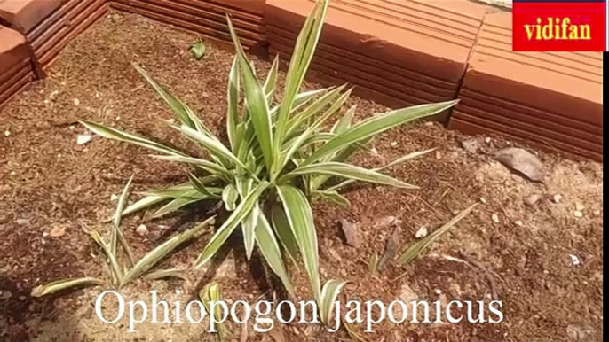 uses of Ophiopogon japonicus