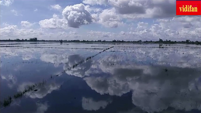 rice fields soaked in water after harvest