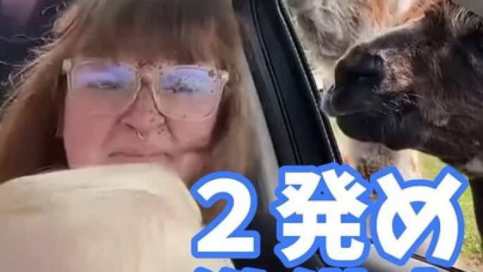 SNSで67億回バズった動物ハプニング動画10選 | 10 Animal Happenings Videos That Got 670 Million Buzz on Social Media