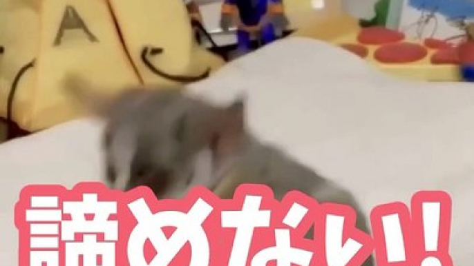 Instagramで56億回バズった動物ハプニング動画10選 | 10 Animal Happenings Videos That Got 560 Million Buzz on Instagram