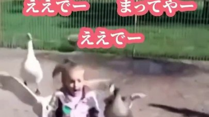 Instagramで67億回バズった動物ハプニング動画10選 | 10 Animal Happenings Videos that Got 670 Million Buzz on Instagram