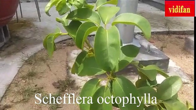 uses of Schefflera octophylla