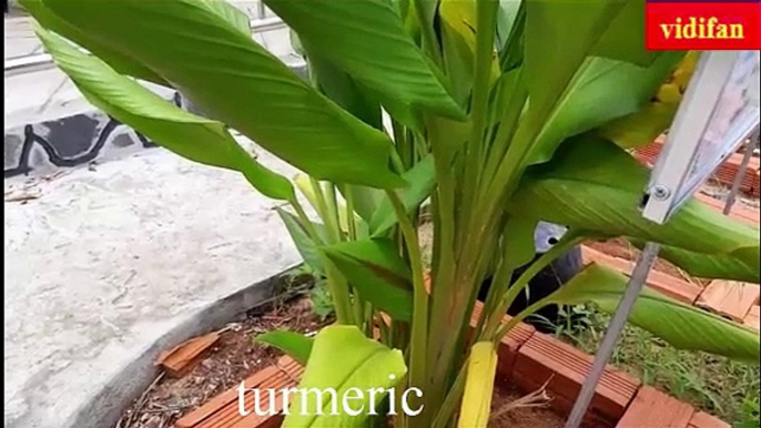 uses of turmeric