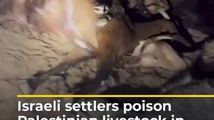 Israeli settlers poison Palestinian livestock in occupied West Bank   Al Jazeera Newsfeed