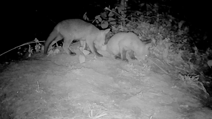 Fox cubs captured on video in Derbyshire woodland