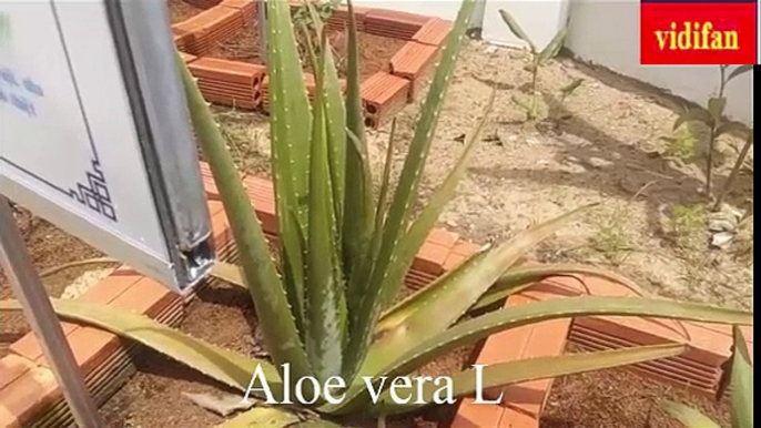 Uses of Aloe Vera L