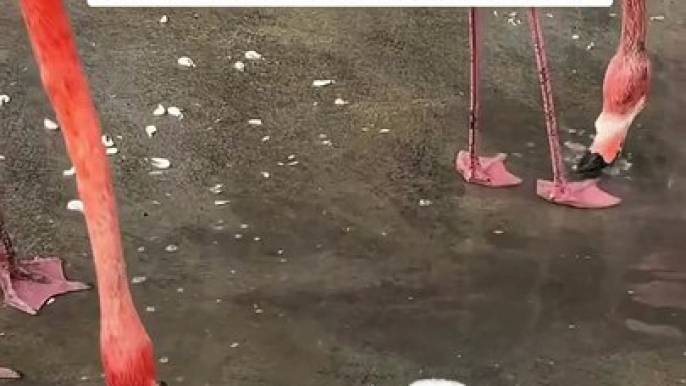 Baby flamingos, or chicks, often splash their feet into the water