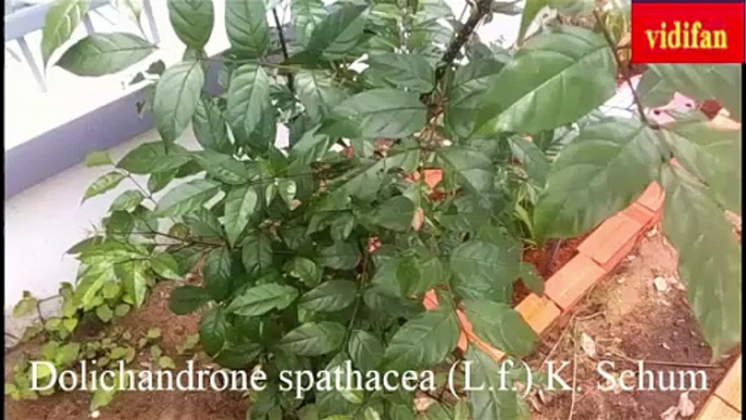 uses of Dolichandrone spathacea (L.f.) K. Schum