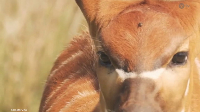 One of world’s rarest animals born at UK zoo