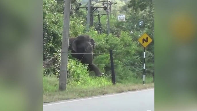 In an astounding display of intelligence, an ingenious elephant defeats an electric fence