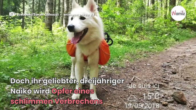 Frau zieht mit ihrem Schäferhund in ein Dorf: Ihr größter Alptraum wird Realität!