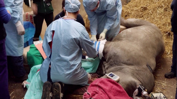 Southern White Rhino First to Experience ‘Ground-Breaking Veterinary Journey’