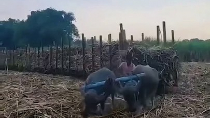 Kisan ke malgadi #malgadi #new #today #viral #trending #kisan #viralreels #trendingreels #videos #reels #reel #real #latest #jaat #agriculture #gurjar #village #villagelife #desi #gaon #villagerking #khetibadi