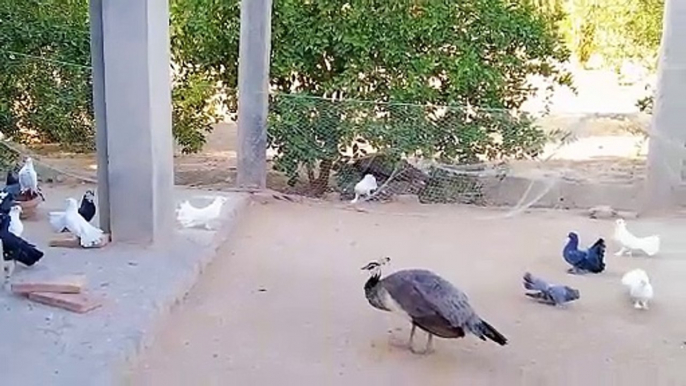 Very very beautiful pigeons and peacocks birds