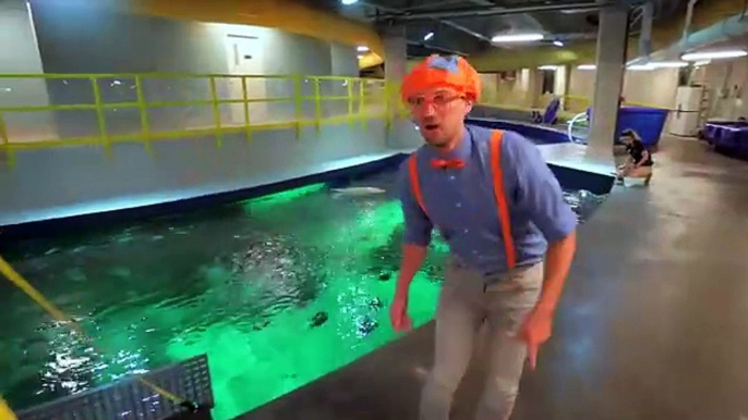 Blippi Visits The Aquarium _ Educational Fish and Animals for Kids and Toddlers