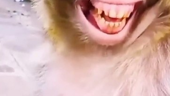 Laughing Laughing monkey #funay video