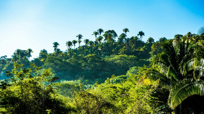 Bojonawi Santuario de Biodiversidad en el Corazón de Colombia