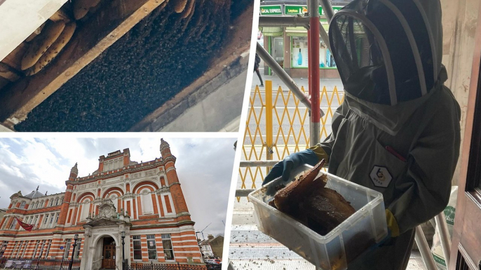 Kolonie von 10.000 Bienen in englischem Pub entdeckt