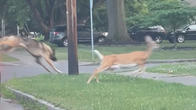 Hund springt aus fahrendem Auto, um Reh zu jagen