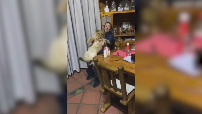 El tierno momento en el que este cachorro de león saca su parte más gatuna