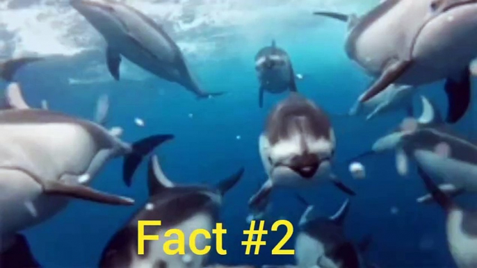 Interesting facts about dolphin | ڈولفن مچھلی کے بارے میں دلچسپ حقائق | dolphin facts in Urdu Hindi