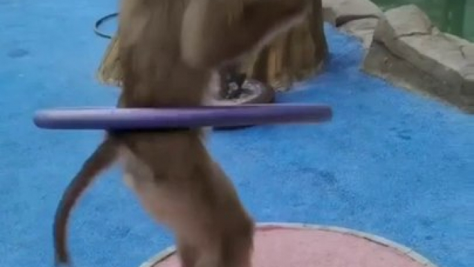 dance monkey kid|funny videos|funny videos animals|funny videos animals and humans|funny monkeys