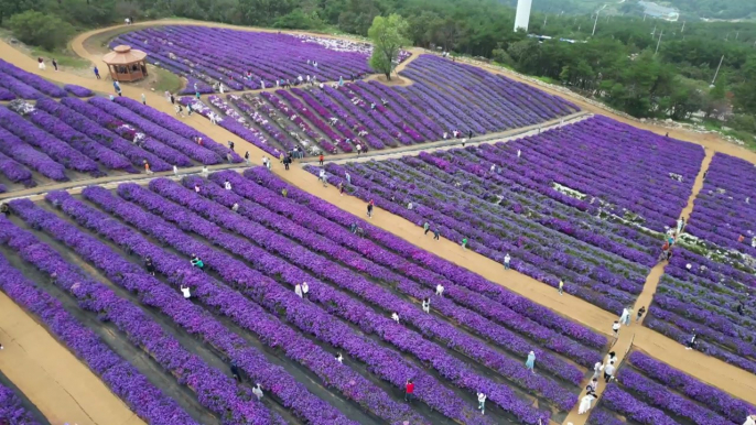 [영상] '꽃과 별' 함께 즐기는 가을 추억 여행 / YTN