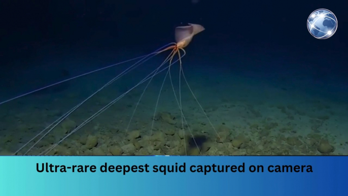 Ultra-rare deepest squid captured on camera #breakingnews #worldnews #news