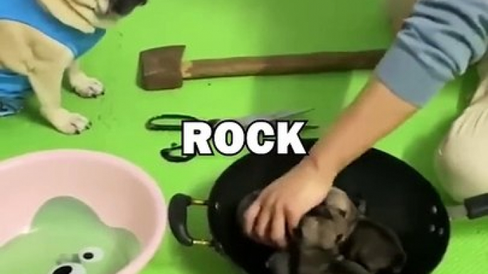 PUG PLAYS ROCK PAPER SCISSORS! #pugs #pug #dogs #animalstories #funny #cute