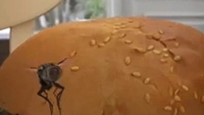 How Flies Actually Eat Your Food