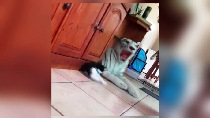 cats funny video | cat funny videos, cat funny, cat funny moments, cat funny shorts, cat funny videos shorts, cat funny memes, cat funny compilation, cat funny sound, cat funny dance, cat funny song, cat funny videos 1 hour, cat funny videos try not to la