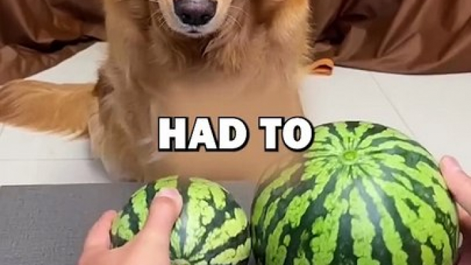 DOG GETS TRICKED! #pets #doglover #funny #animalstories #cute