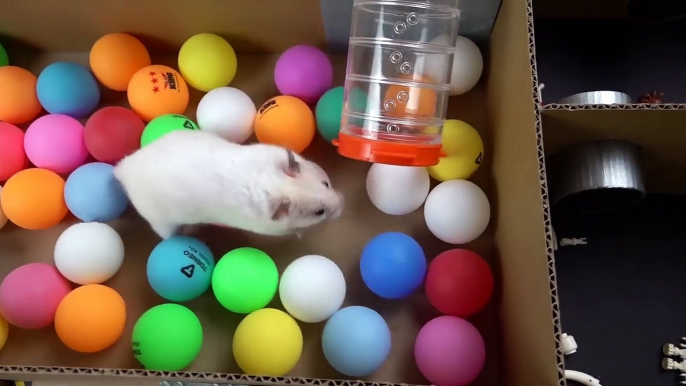 Hamster Escapes the  Creative Maze for Pets in real life  in Hamster Stories