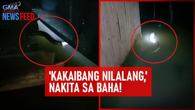 'Kakaibang nilalang,' nakita sa baha! | GMA Integrated Newsfeed