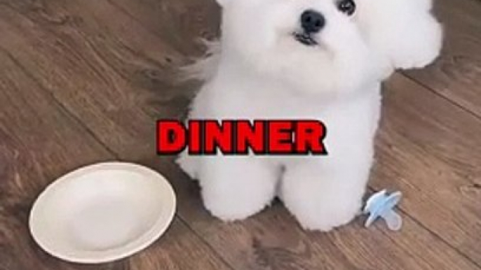 CUTE DOG LOVES FOOD! #animalstories #pets #animals #cutedog #cute #dogs #doglover