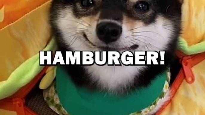 DOG LOVES MCDONALDS! #animalstories #pets #funnyanimals #cutedog #cute #animals #dogs