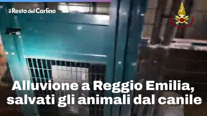 Alluvione a Reggio Emilia, salvati gli animali dal canile