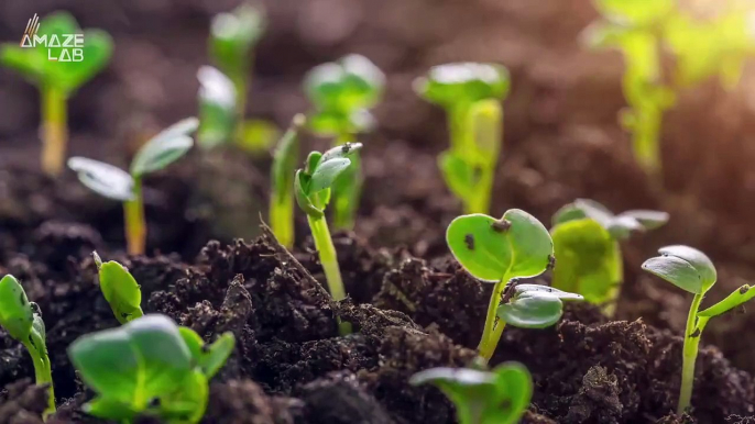 Could This Alien-Looking Fungi Feed the World and Reduce Carbon in the Air