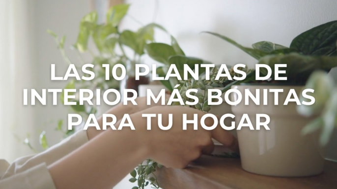 Las 10 plantas de interior más bonitas para tu hogar