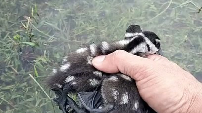 Duck Chicks Splashing: Joyful Moments in Water