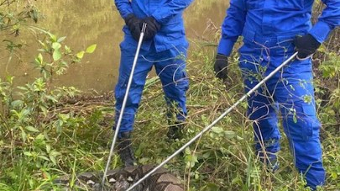 Python captured after swallowing goat in Kedah