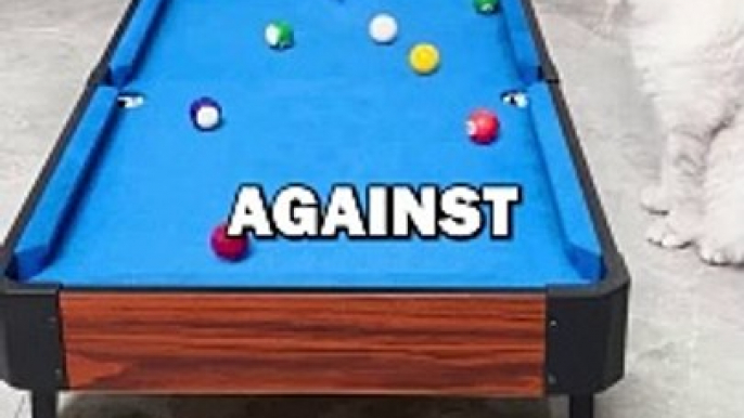 CAT PLAYS POOL AGAINST OWNER! #pets #animalstories #cat #funny #cuteanimals